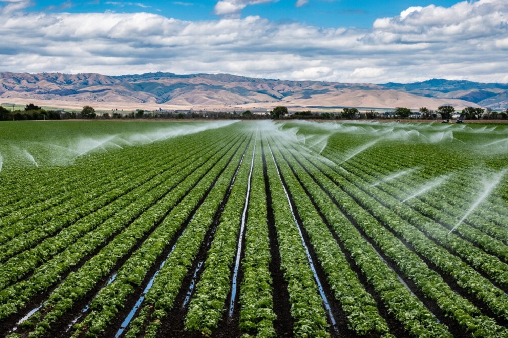 What is the theory of irrigation efficiency